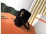 Saint Laurent Kate 99 Shoulder Bag In Black Suede